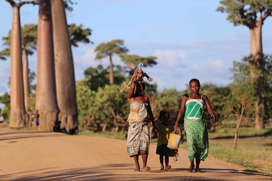 Cassava – staple food for 1 billion people worldwide