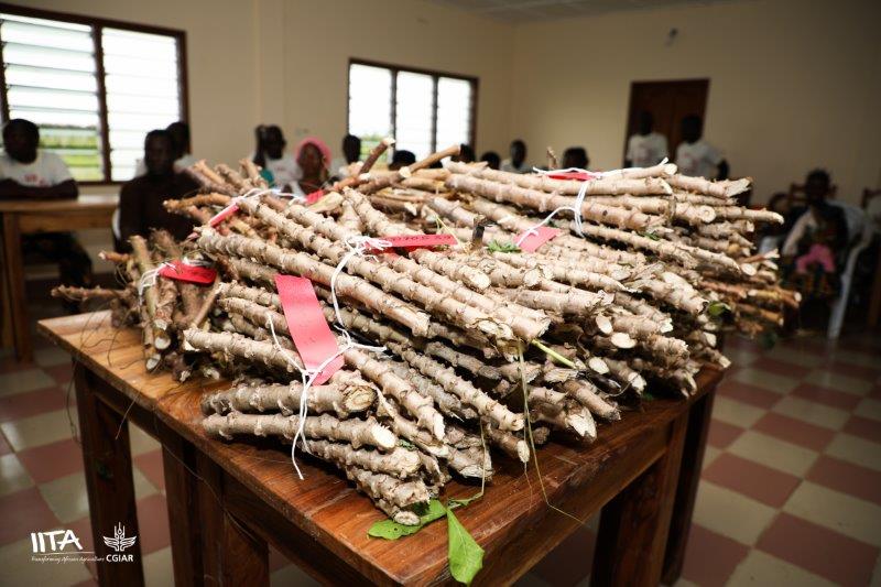 Cassava - staple food for 1 billion people worldwide