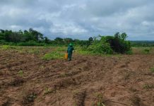 Nigeria: Africa's great hope - economic metropolis and agrarian economy
